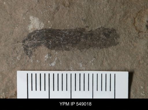 undet. Stylonuridae