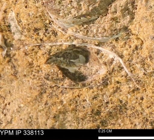 undet. Bivalvia