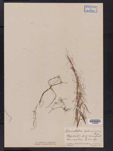 Zannichellia palustris