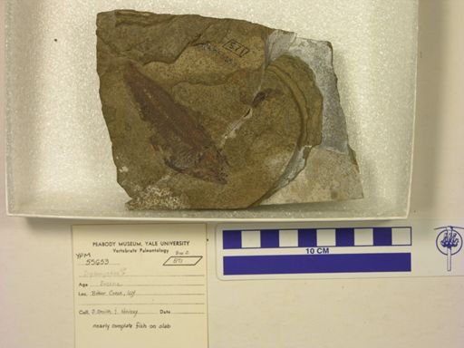 Diplomystus?