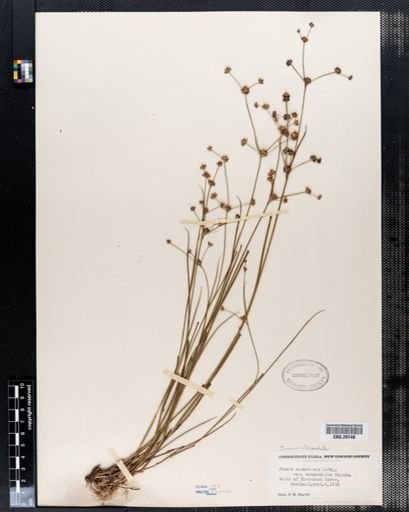 Juncus subcaudatus