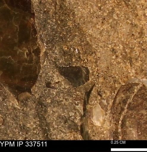 Mollusca