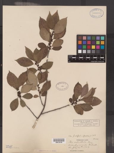 Ilex verticillata