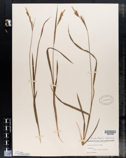 Carex hirtifolia