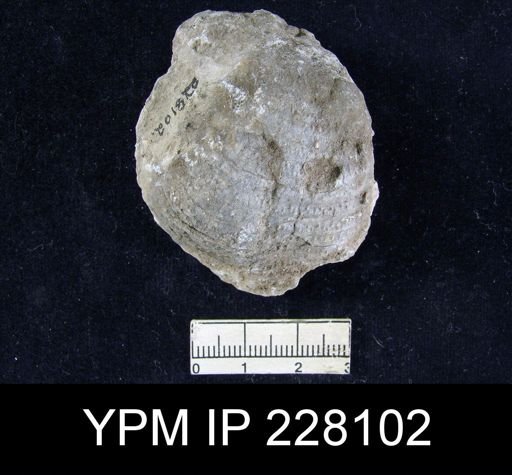 Echinoconchus moorei