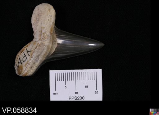 Cretoxyrhina sp.