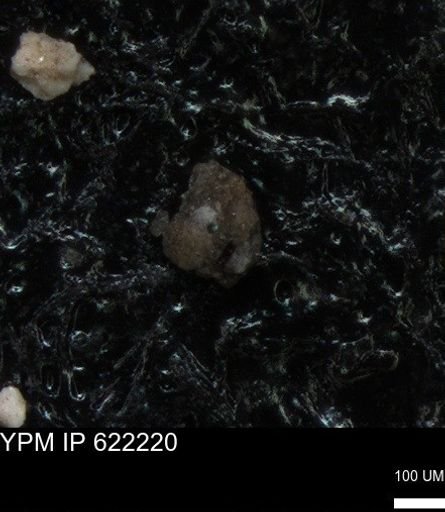 undet. Foraminiferida