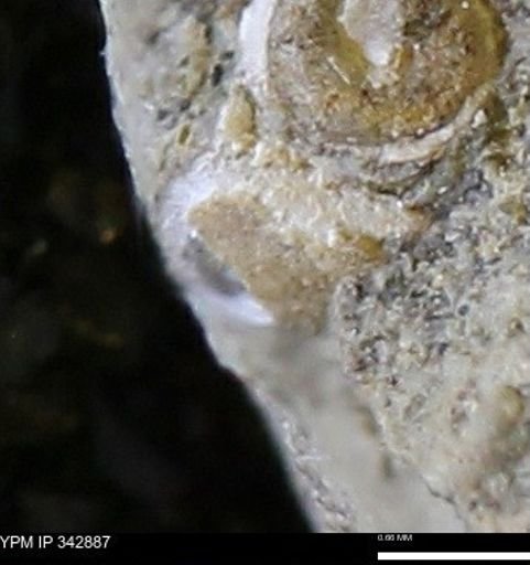 undet. Scaphitidae