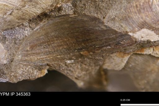 Limopsis striatopunctatus