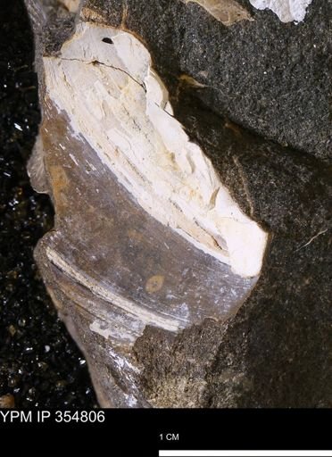 Bivalvia