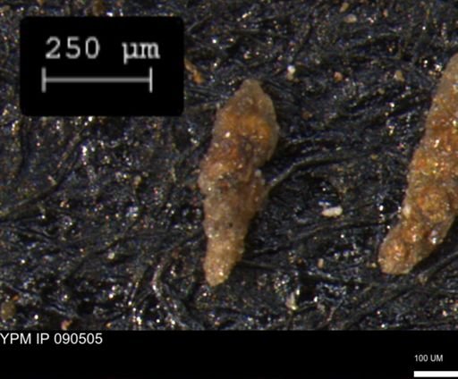 Verneuilinoides hectori