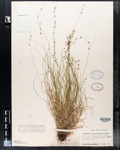 Carex rosea