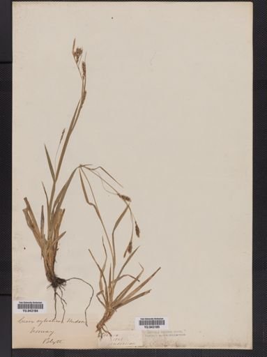 Carex