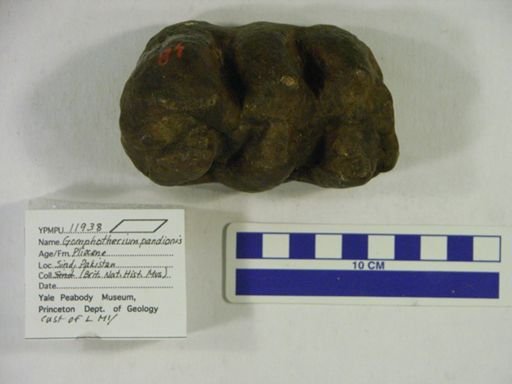 Mastodon pandionis