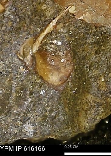 Protocardia subquadrata