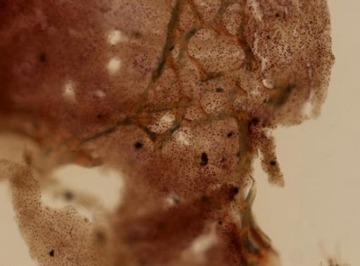 Smenospongia musicalis