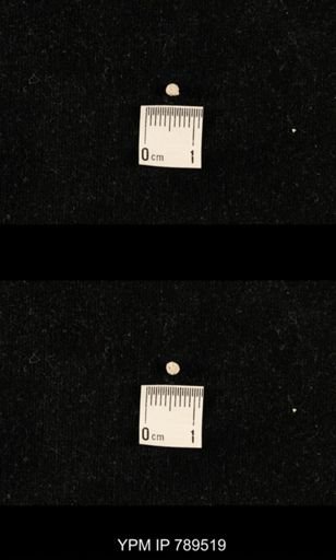 undet. Bryozoa