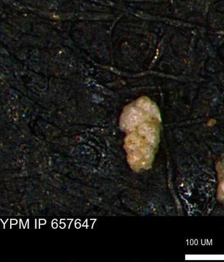 Verneuilinoides kansasensis