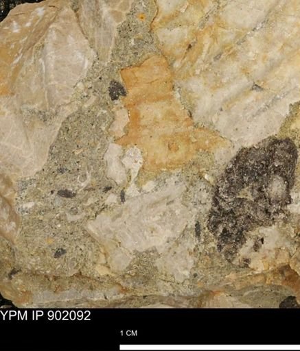 undet. Inoceramidae