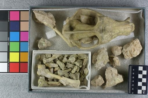 Hyaenodon crucians