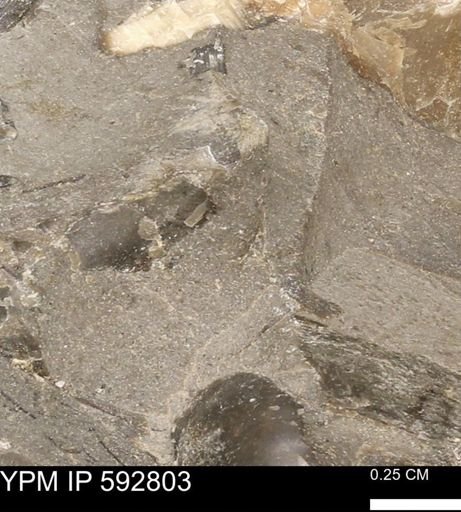 undet. Bivalvia