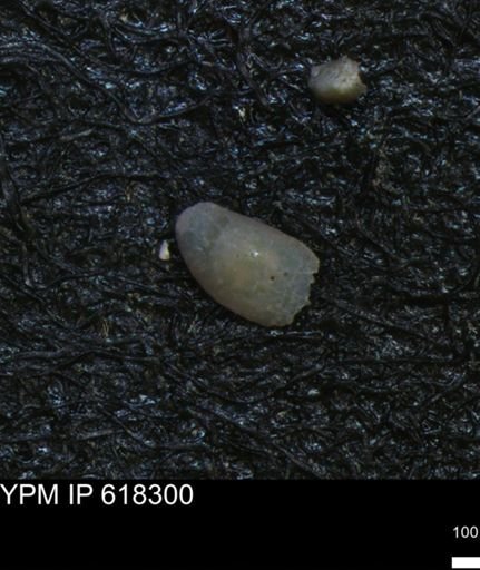 undet. Ostracoda