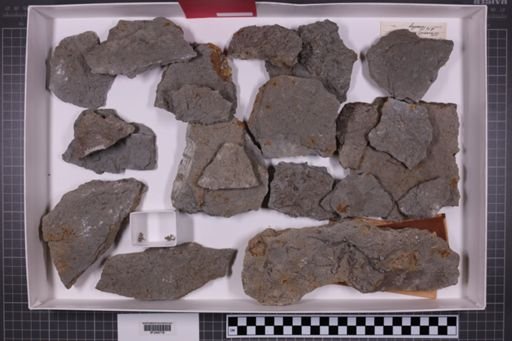 mixed taxa, stratigraphic collection