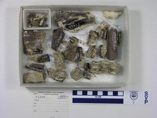 undet. Actinopterygii