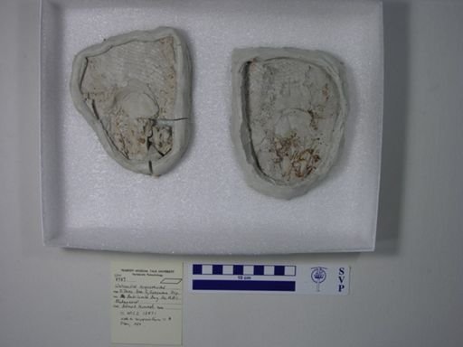 Watsonulus eugnathoides