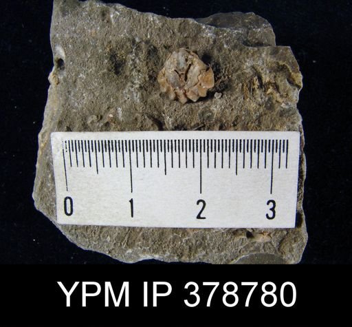 Hustedia sp.