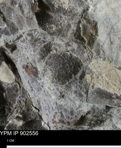 undet. Bivalvia