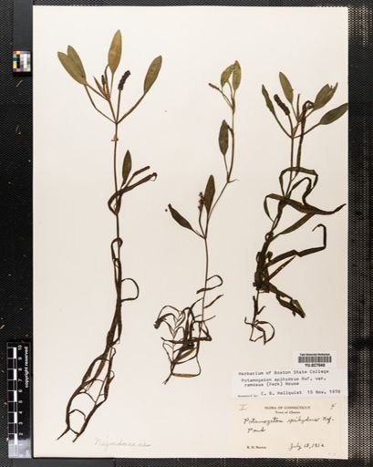 Potamogeton epihydrus