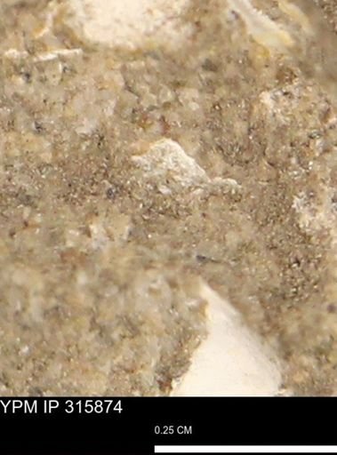 undet. Mollusca