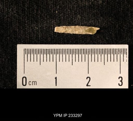 Archaeocidaris sp.