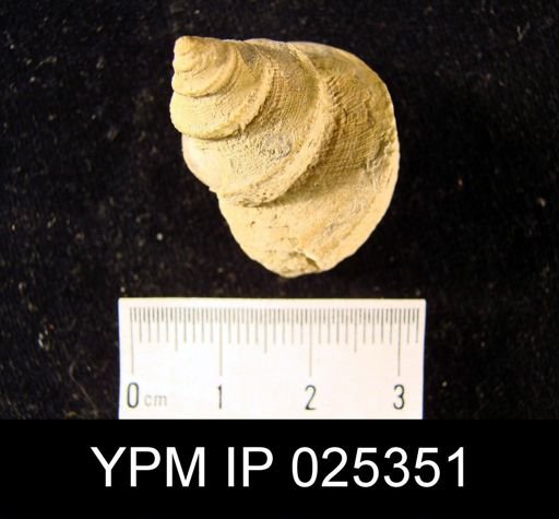Worthenia tabulata