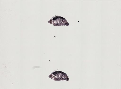 Plagiostomum vittatum