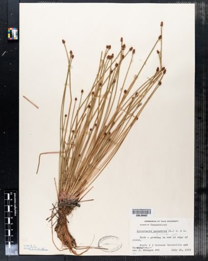 Eleocharis palustris