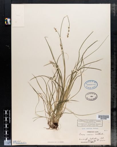 Carex convoluta