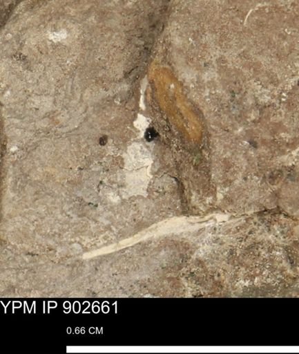 undet. Mollusca