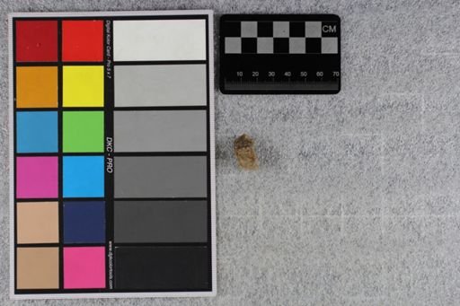 Merycoidodon culbertsoni