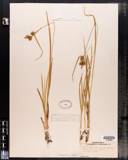Carex flava