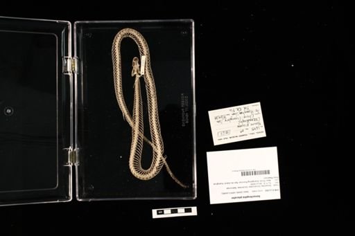 Xenochrophis piscator