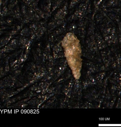 undet. Foraminiferida