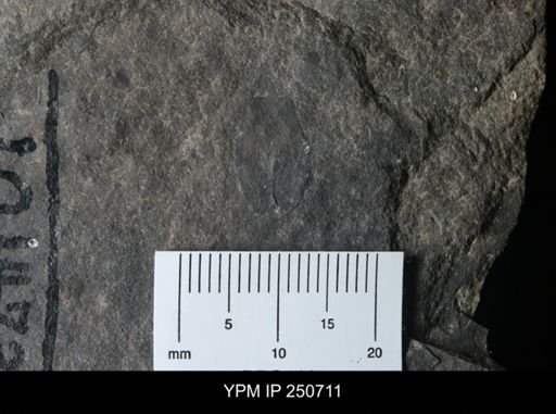 undet. Eurypterida