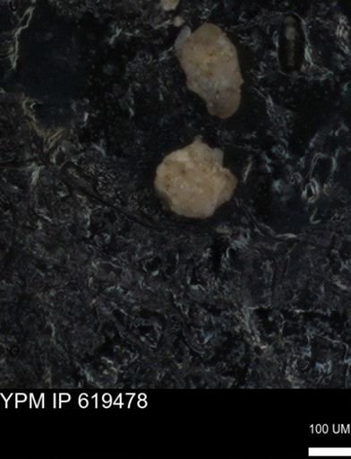 undet. Foraminiferida