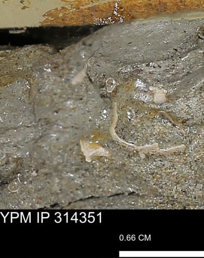 undet. Scaphopoda