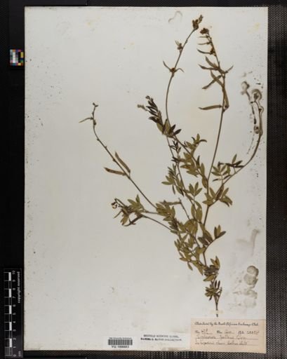 Plantae
