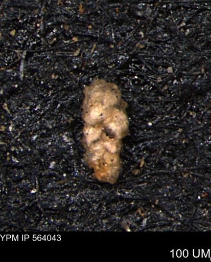 Verneuilinoides hectori