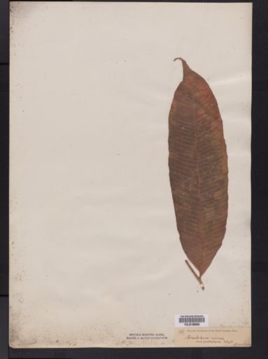 Leptochilus