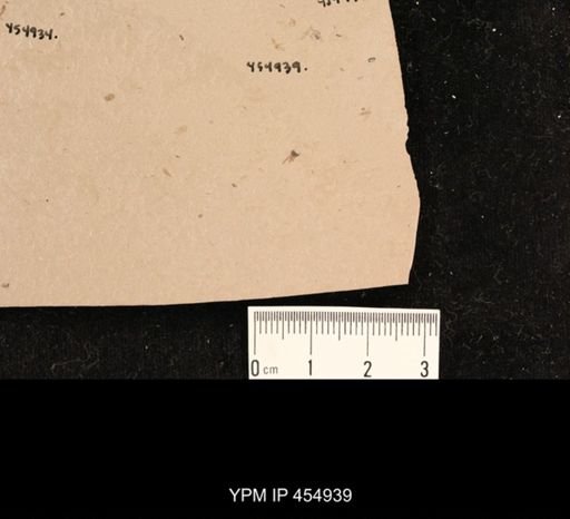 undet. Diptera
